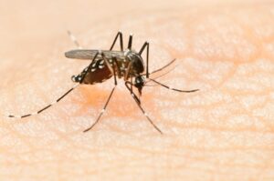 O que você precisa saber sobre os tipos de dengue